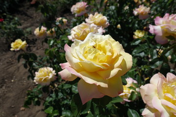 Large cupped flowers of garden rose (Madame A. Meilland cultivar)
