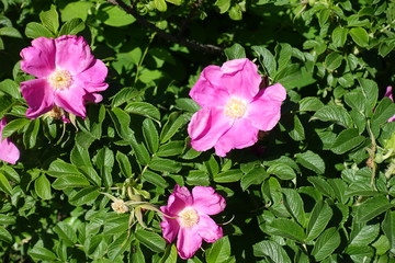 Three bright pink flowers of shining rose
