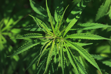 gewöhnlicher oder echter Hanf, Cannabis sativa