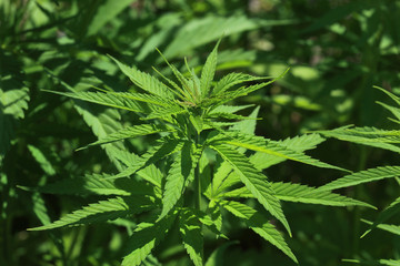 gewöhnlicher oder echter Hanf, Cannabis sativa