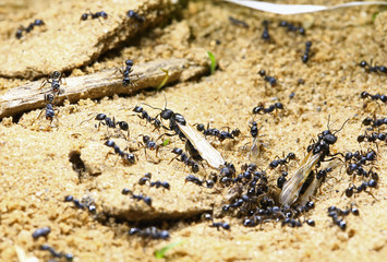 black ants on wood