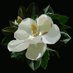 painted large blossomed white magnolia flower on a black background