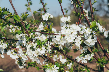 cherry branch with white flowers blooming in early spring in the garden. cherry branch with flowers, early spring