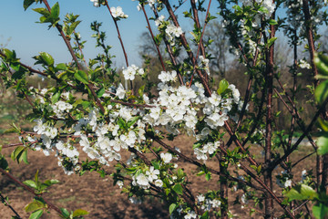 cherry branch with white flowers blooming in early spring in the garden. cherry branch with flowers, early spring