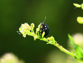 Fototapeta na wymiar Beetles, taken in the wild