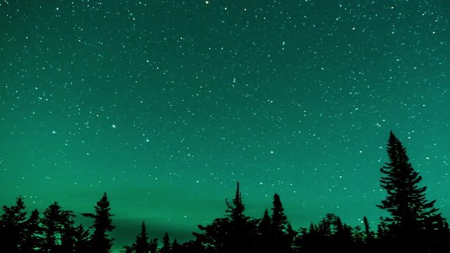 Starry sky over the fir-trees. 4k time-lapse