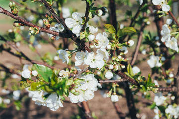 cherry branch with white flowers blooming in early spring in the garden. cherry branch with flowers, early spring