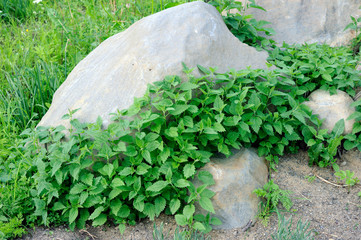 Stinging nettles beside grey boulders.