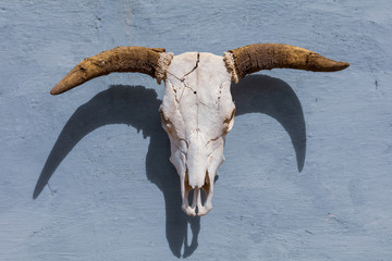 The mounted skull with horns of an ox against a blue wall. 