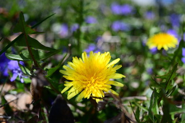 close-up dandelion and blur background