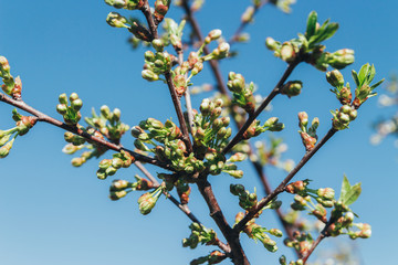 cherry branch with white flowers blooming in early spring in the garden. cherry branch with flowers, early spring. undisclosed flowers in buds