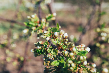 cherry branch with white flowers blooming in early spring in the garden. cherry branch with flowers, early spring. undisclosed flowers in buds