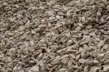 Fossil remains of shell in Thailand.