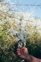 Fototapeta na wymiar man's hand holds a branch with cherry blossoms. cherry branch with white flowers blooming in early spring in the garden. cherry branch with flowers, early spring