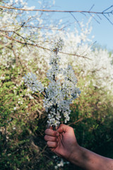 Fototapeta na wymiar man's hand holds a branch with cherry blossoms. cherry branch with white flowers blooming in early spring in the garden. cherry branch with flowers, early spring