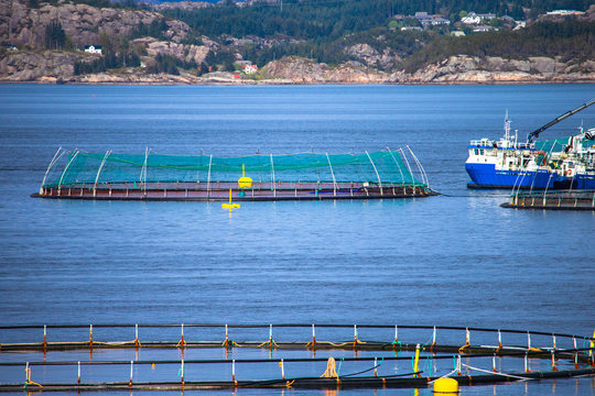 Salmon fish farm in fjord. Norway, Bergen.
