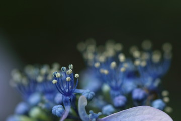 紫陽花