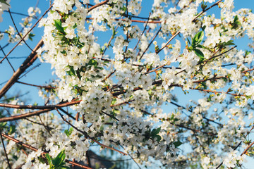 cherry branch with white flowers blooming in early spring in the garden. cherry branch with flowers, early spring