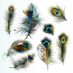 Obraz premium Beautiful collection of vector realistic peacock feathers