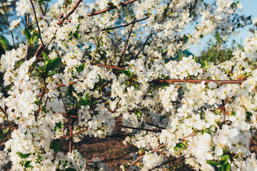cherry branch with white flowers blooming in early spring in the garden. cherry branch with flowers, early spring