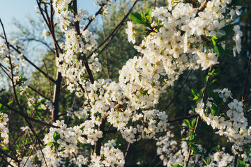 cherry branch with white flowers blooming in early spring in the garden. cherry branch with flowers, early spring