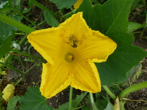 Biene in K&uuml;rbisbl&uuml;te