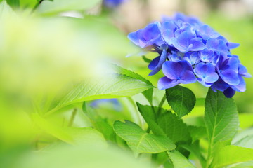 紫陽花　アジサイ　あじさい