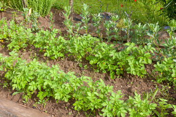 Potager bio - rang de pomme de terre et fève