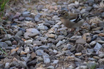 Chaffinch