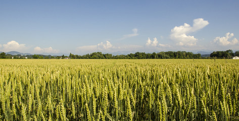 Wheat field