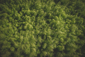 Close up of the light green fluffy foliage.
