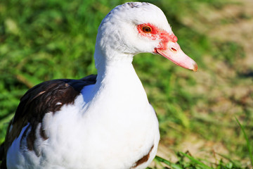 Duck with red beak close-up.