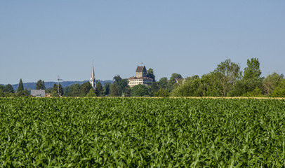 Fototapeta na wymiar Uster skyline from a corn field. Switzerland
