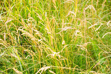 Summer meadow with wild flowers and grass