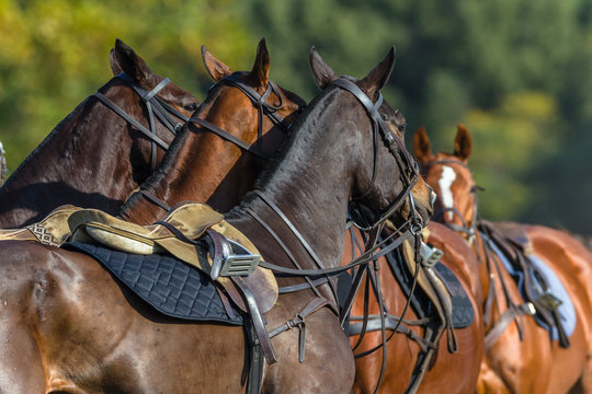 Horses Saddled Grouped Together Polo Game