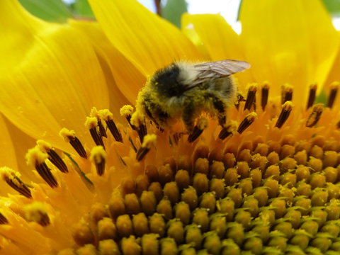 Biene auf Sonnenblume