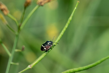 Black and white shield bug (Eurydema oleracea) also known as the crucifer shield bug, the cabbage bug or the brassica bug, walking of a green plant stem