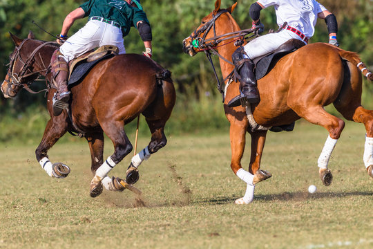 Polo Riders Horses Game Action