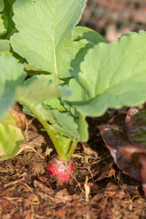 Au potager bio - culture des radis
