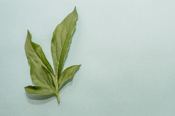 green leaf of a flower on a blue background. minimalism. flat lay