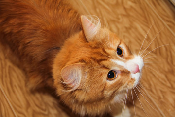 A red fluffy cat saw a hunting target in front of him.A forest cat.