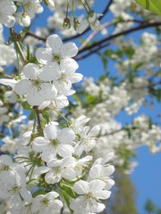 Cherry blossom and blue sky
