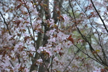sakura japan garden spring flower cherry blossom