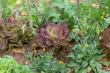 Au potager bio - culture des salades © Olivier-Tuffé