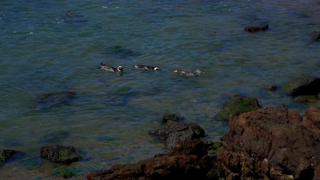 Puerto Madryn Pinguins on the Beach and beautiful landscapes of Argentina