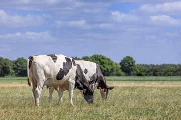 Holstein-Friesian cattle in a green meadow with forest on the background, The Netherlands.