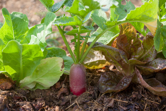 Au potager bio - culture associée : radis et salades