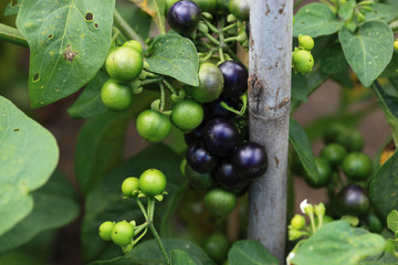 Kulturnachtschatten, Solanum melanocerasum,