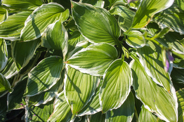Background of green leaves. A tropical forest
