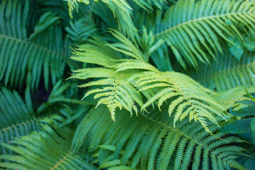 Green fern. Floral background with leaves